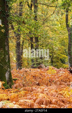 Herbstfarben im Royal Forest of Dean - Oak Woodland in der Nähe von Parkend, Gloucestershire, England, Großbritannien Stockfoto