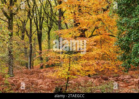 Herbstfarben im Royal Forest of Dean - Eiche, Buche & stechpalme im Wald in der Nähe von Parkend, Gloucestershire, England, Großbritannien Stockfoto