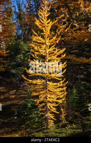 WA23842-00...WASHINGTON - Lärche im Sonnenschein im Wald nahe dem Cooney Lake; Okanogan-Wenatchee National Forest. Stockfoto