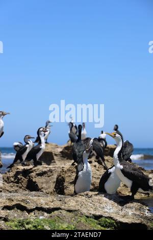 Eine Vogelschar auf einem felsigen Strand Stockfoto