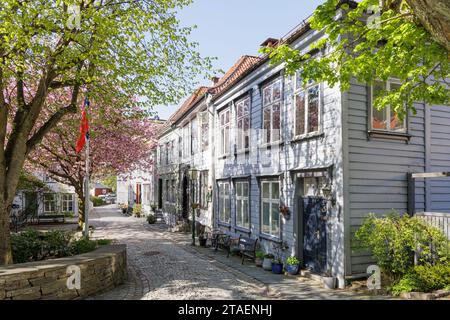 Bergen, Norwegen - Mai 2023: Kroken, eine malerische, enge, gepflasterte Straße mit historischen Holzhäusern an einer Seite und einem blühenden Kirschbaum. Stockfoto