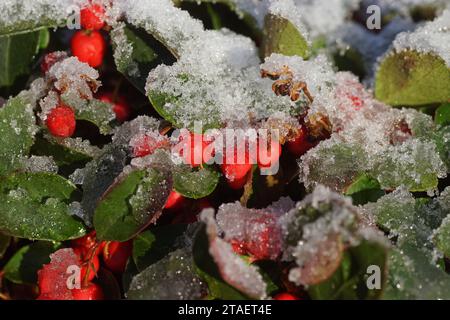 Östliche Teebriche, Schachbeere, Buchsbeere, amerikanischer wintergrün (Gaultheria procumbens) und rote Beeren, die teilweise von schmelzendem Schnee bedeckt sind. Stockfoto