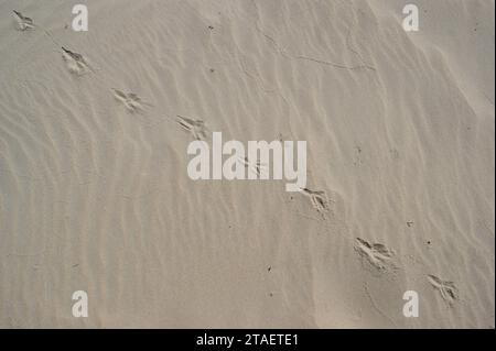 Trockener Sandstrand mit Vogelspuren. Stockfoto