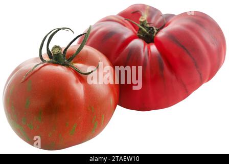 Schwarze russische Tomaten frisch und biologisch Stockfoto