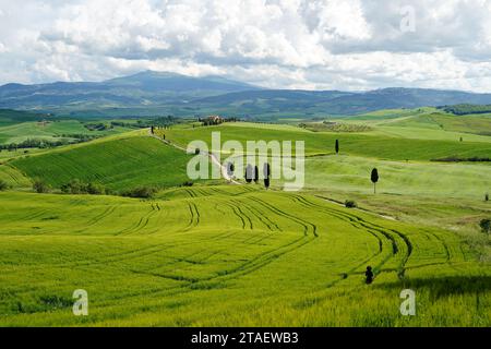 Toskana Landschaft mit grünen Hügeln und Landstraße in Val d Orcia, Italien Stockfoto