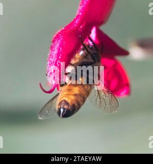Eine herbstliche Honigbiene (APIs mellifera) hängt kopfüber, bestäubt und ernährt sich von einer rosafarbenen salviblume. Long Island, New York, USA Stockfoto