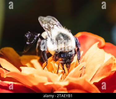 Eine Herbstkönigin Bombus verärgert die Hummelbiene (Common Eastern Bumble Bee), die Nektar gewinnt und eine orangene Ringelblume bestäubt. New York, USA Stockfoto