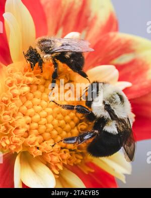 Größenvergleich zwischen zwei weiblichen Bombus impatiens Hummeln, einer kleineren Arbeiterbiene (oben links) und einer großen Queen Gyne (unten rechts) Stockfoto