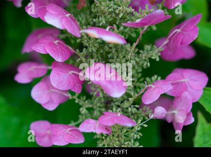 Blick auf die rosafarbene Eichenblatthortensie. Stockfoto