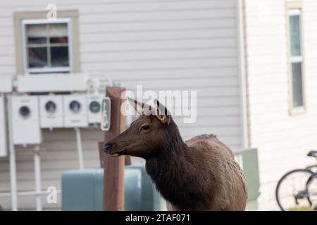 Weibliche Elche in Mammoth Springs im Yellowstone-Nationalpark Stockfoto