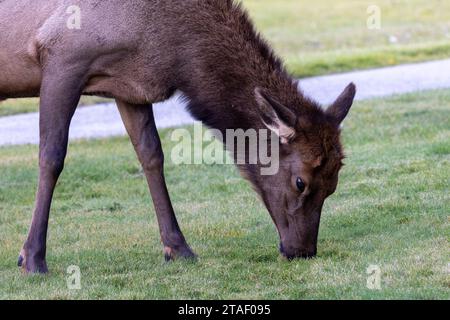 Weibliche Elche fressen Gras in Mammoth Springs im Yellowstone-Nationalpark Stockfoto