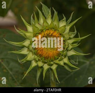 Exquisite Makroaufnahme von Sonnenblumen, die ihre strahlende Schönheit einfangen Stockfoto
