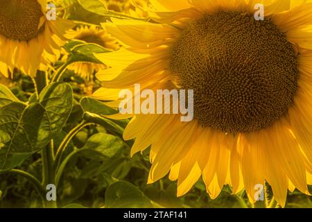 Große gelbe Blume von Sonnenblume mit Samen im Sommer im Detail geöffnet. Pflanzen Sie in der Sonne. Blütenblätter und grüne Blütenstängel der Ernte. Die Sonne scheint Stockfoto