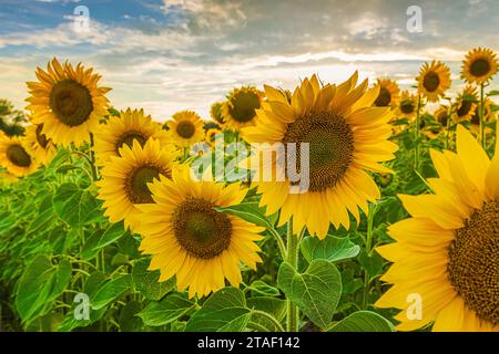 Mehrere Sonnenblumenblüten auf einem Feld. Landschaft im Sommer mit Sonnenschein im Hintergrund. Pflanzen mit großen gelben offenen Blüten und grünen Blättern Stockfoto