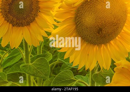 Teile von weißen Sonnenblumen. Detaillierte Aufnahme von Blumen im Vordergrund. Große gelbe Blüten mit grünen Blättern bei Tageslicht. Sonnenblumenkerne sichtbar Stockfoto
