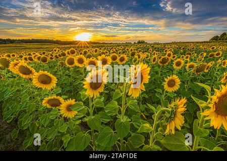 Landschaft mit Sonnenblumen am Sommerabend. Feld mit Reihen von Feldfrüchten zur Blütezeit bei Sonnenschein. Blumen mit Blüten vieler Sonnenblumen. Gelb Stockfoto