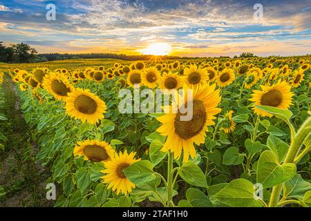 Reihen von Sonnenblumen auf einem Feld in der Sonne. Landschaft am Sommerabend. Ernte zur Blütezeit. Blumen mit Blüten vieler Sonnenblumen. Blütenblätter Stockfoto