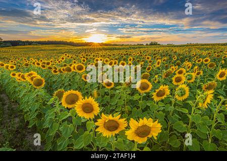 Sonnenuntergang über einem Feld voller Sonnenblumen. Reihen von Feldfrüchten bei Sonnenschein. Landschaft am Sommerabend. Blumen mit Blüten vieler Sonnenblumen. Gelbes Blütenblatt Stockfoto