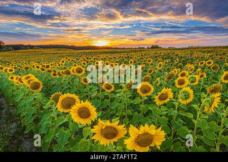 Sonnenblumenfeld im Sommer. Landschaft bei Sonnenuntergang. Ein Feld mit blühenden Früchten am Abend. Volle Reihen von Sonnenblumen mit geöffneten gelben Blüten Stockfoto