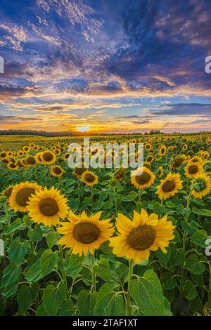 Sonnenuntergang im Sommer über einem Sonnenblumenfeld. Viele Kulturen im Sommer. Landschaft eines Blumenfeldes zur Blütezeit am Abend. Vollständige Zeilen Stockfoto