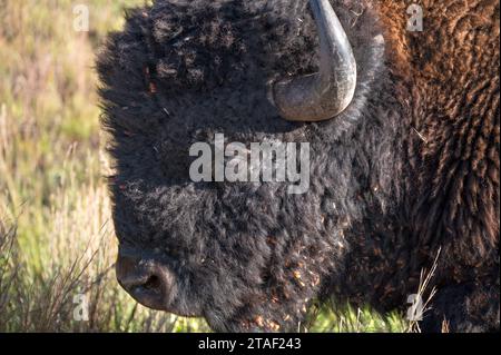 Profil eines Büffels im Yellowstone-Nationalpark Stockfoto