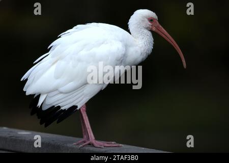 american White ibis an einem Pier im Kapok Park in Clearwater Florida Stockfoto