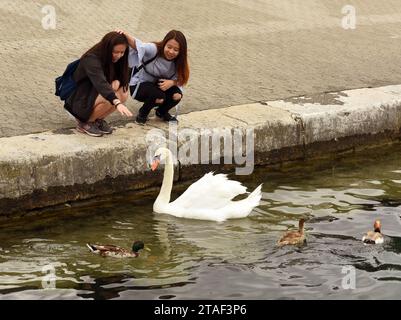 Genf, Schweiz - 05. Juni 2017: Touristen und Schwan auf dem Damm in Genf, Schweiz. Stockfoto