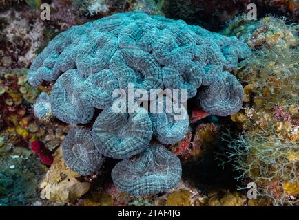 Eine Stachelblumenkoralle (Mussa angulosa) gedeiht an einer gesunden Unterwasserkorallenriffwand in Ambergris Caye in der Nähe von Belize in der Karibik. Stockfoto