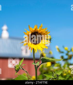 Gelbe Sonnenblumen blühen und grüner Stamm und Blätter in einer Bauernhofszene an einem schönen sonnigen Tag, mit einer roten Scheune im Hintergrund. Stockfoto