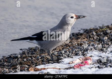 Ein Clark's Nussknacker isst am Ufer des Paulina Lake in Oregon. Stockfoto