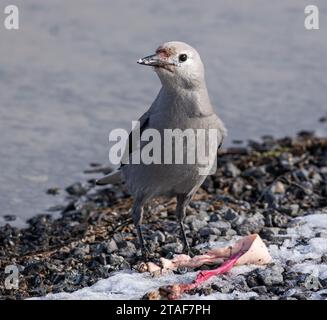 Ein Clark's Nussknacker isst am Ufer des Paulina Lake in Oregon. Stockfoto