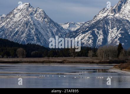 Trompeterschwäne (Cygnus Buccinator) und nordamerikanische Flussotter (Lontra canadensis) im Snake River im Grand Teton National Park in Wyoming. Stockfoto