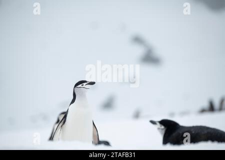 Antarktis, Südliche Orkney-Inseln, Krönungsinsel. Chinstrap Pinguin (WILD: Pygoscelis antarktis) Stockfoto