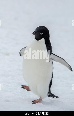 Antarktis, Brown Bluff. Einsame Adelie-Pinguine (Pygoscelis adeliae) auf Schnee. Stockfoto