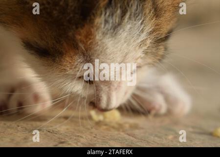 Unbearbeitetes Rohfoto einer Nahaufnahme mit natürlichem Licht von Kätzchen, die Futter essen. Stockfoto