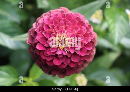 Rosa Dahlie Blüte Stockfoto