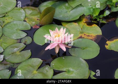 Lily Pads mit Bloom Stockfoto