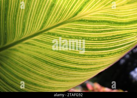 Gelb und grün gestreiftes Blatt Stockfoto