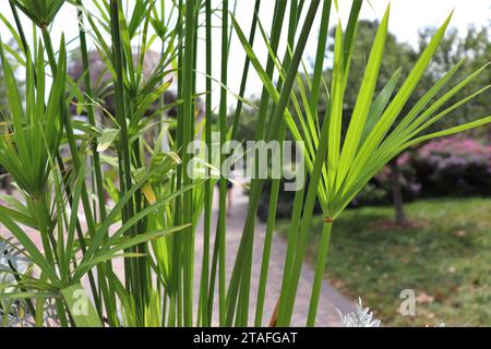 Palmblätter im Garden Pathway Stockfoto