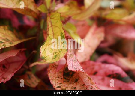 Herbstlicher Blattwechsel Aus Nächster Nähe Stockfoto