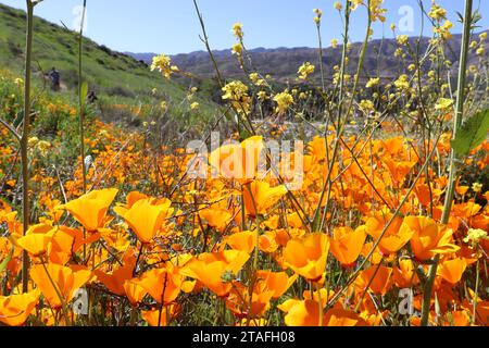 Kalifornische Wildblumen in Super Bloom Stockfoto