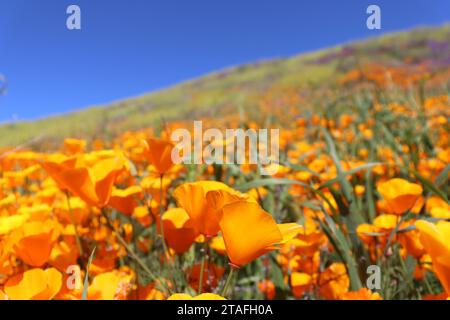 California Mohnblumen auf einem Hügel Stockfoto