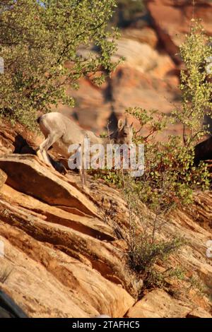 Zion Ziege auf einer Klippe Stockfoto