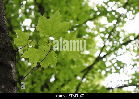 Sonnenblumengeschmücktes Ahorndach Stockfoto