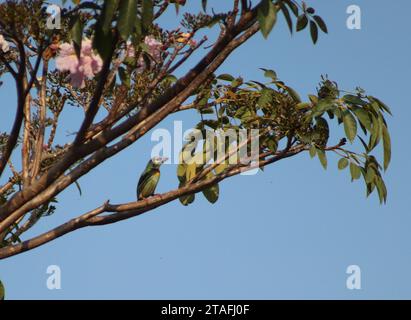 Kupferschmied Barbet auf einem blühenden Zweig Stockfoto