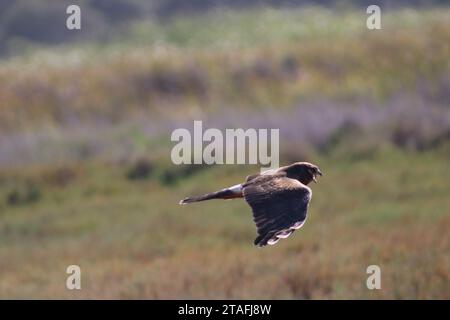 Hoch fliegender Falke mit Pinselhintergrund Stockfoto
