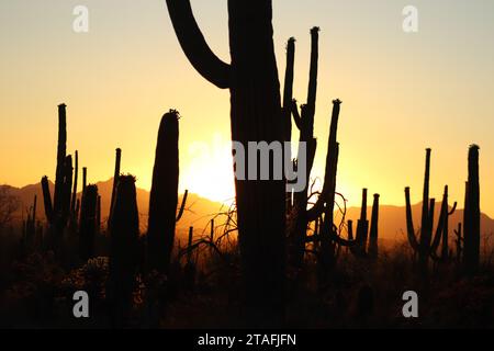 Saguaro Silhouette Gegen Sonnenuntergang Stockfoto