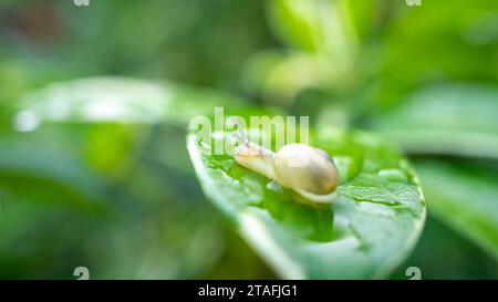 Kleine Schnecke, die auf einem nassen Blatt läuft Stockfoto