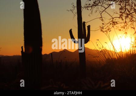 Wüstendämmerung mit Saguaro Silhouette Stockfoto