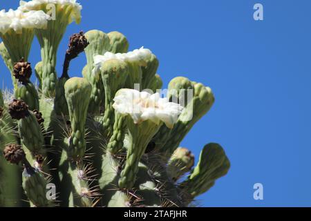 Saguaro Cactus White Blossom Nahaufnahme Stockfoto